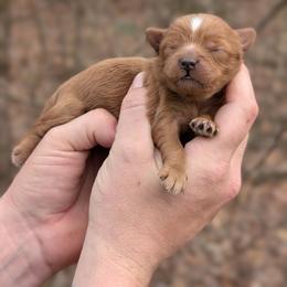 Lyric - Red and white female Shihpoo puppy in Coshocton, Ohio from Forever Family Puppies