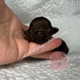 Shih Tzu Puppies from Shurbeez Shih Tzu