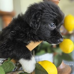 Briar Rose - Black tri-color female Australian Shepherd puppy in Wrightsville, Georgia from Wild Magnolia Farms Aussies