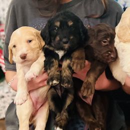 Goldendoodles from Parti Doodles