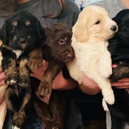 Goldendoodles from Parti Doodles