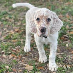 English Setters and German Shorthaired Pointers from CMC Farms