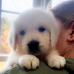 Pick 1 - Light golden female Golden Retriever puppy in Deer Lodge, Tennessee from SelahGold