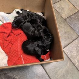 Girl - Black female Cane Corso puppy in Winder, Georgia from Smokehouse Cane Corso