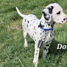 Dorian - White and black Dalmatian puppy in Livonia, Missouri from Buttonridge Dalmatians