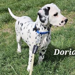 Dorian - White and black Dalmatian puppy in Livonia, Missouri from Buttonridge Dalmatians