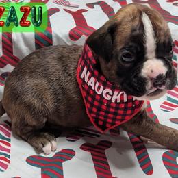 Zazu - Brindle male Boxer puppy in Mountain Home, Idaho from LJK Boxers & Toy Aussies