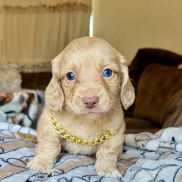 Teddy - Cream male Dachshund puppy in Hornbeck, Louisiana from A&Z Mini Dachshunds