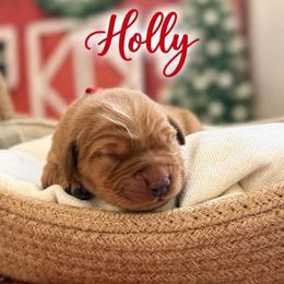 Holly - Dark golden female Golden Retriever puppy in San Bernardino, California from Thegoldendreams1