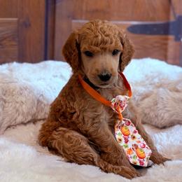Simon - Apricot male Poodle puppy in Fountain, Florida from Silva Royale Standard Poodles
