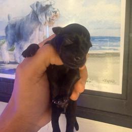 Black Girl - Black female Miniature Schnauzer puppy in Upland, California from Rising Minis of Upland
