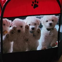 Bichon Frise Puppies from Sue's Bichon Babies