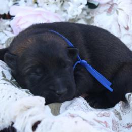 Jack - Sable male German Shepherd puppy in Ratcliff, Arkansas from Ridgeline Shepherds