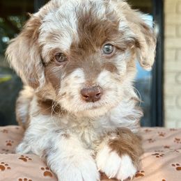 Aussiedoodle, Bordoodle, Goldendoodle, and Poodle Puppies from Calena’s Doodle Pups