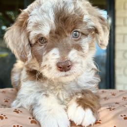 Aussiedoodle, Bordoodle, Goldendoodle, and Poodle Puppies from Calena’s Doodle Pups