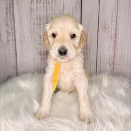 Butter - Cream male Goldendoodle puppy in Miami, Florida from Jade’s Paws & Co. Of Miami LLC