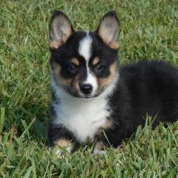 American Corgi Puppies from Tori’s Sassy Corgis