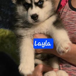Layla - Agouti and white female Siberian Husky puppy in Meridian, Mississippi from JJ's Huskies