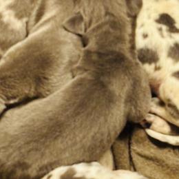Blue male 1 - Blue male Great Dane puppy in Devine, Texas from Texas Devine Danes & Aussies