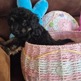 Phil - Black male Maltipoo puppy in Sidney, Maine from Snow Pond Farm