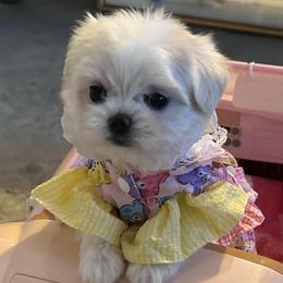Holly Hobby - Maltese
