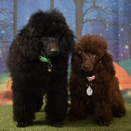 Maltipoos and Poodles from Collier's Canines