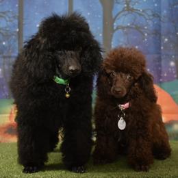 Maltipoos and Poodles from Collier's Canines
