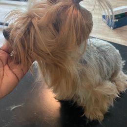 Yorkshire Terriers from Mid-South Yorkie’s, LLC