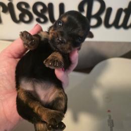 R - Black and gold female Yorkshire Terrier puppy in Clermont, Florida from Bella's Prissy Butts