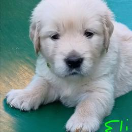Light green - Light golden male Golden Retriever puppy in Slaughters, Kentucky from Kimber's Helping Paws