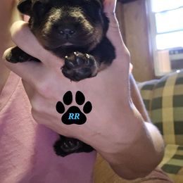 Red - Black and mahogany male Rottweiler puppy in Tangent, Oregon from Raya's Royals