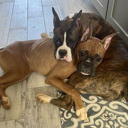 Boxer All Grown Up from Chilham Boxers