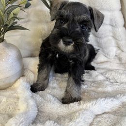 Lillie - Salt and pepper female Miniature Schnauzer puppy in Maynard, Minnesota from Linda Maus
