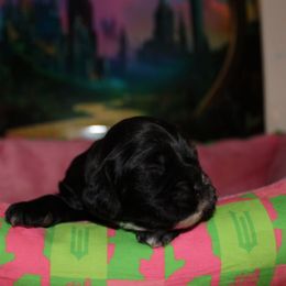 Elphaba - Black female Cocker Spaniel puppy in Hickory, North Carolina from Home Grown Cocker Spaniels