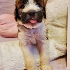Saint Berdoodle Puppies from Dustdevil Doodles