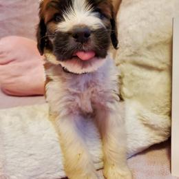 Saint Berdoodle Puppies from Dustdevil Doodles
