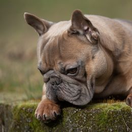 Walter - French Bulldog