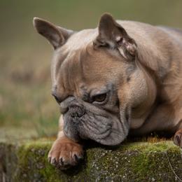 Walter - French Bulldog