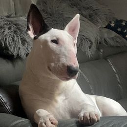 Bull Terriers from Palmer’s Bullies