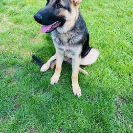 German Shepherd All Grown Up from Freiheit Von Himmel  Shepherds