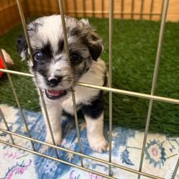 Firefly - Blue merle female Toy Australian Shepherd puppy in Quincy, Michigan from Ivy Meadows and Friends