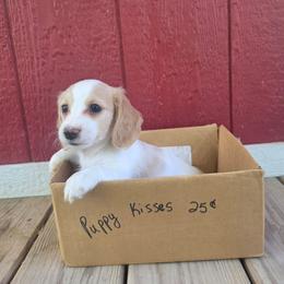 Honey - Piebald female Dachshund puppy in Grant, Michigan from Low Down Dashchuand