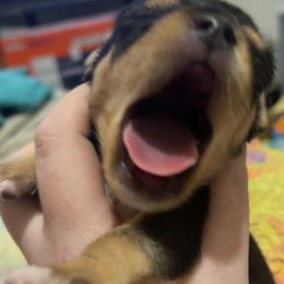 Chihuahua Puppies from Grandbaby Chihuahuas