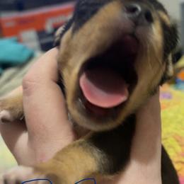 Chihuahua Puppies from Grandbaby Chihuahuas