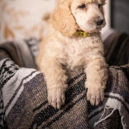 Poodle Puppies from RedeemedSo Standard Poodles