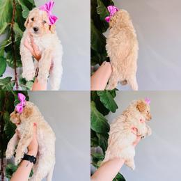 Luna White Collar - Fawn and white female Sheepadoodle puppy in Republic, Missouri from DOOD & Co