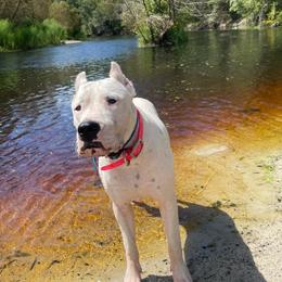 Fennix - White female Dogo Argentino puppy in Winter Haven, Florida from Wayward’s Dogos and Spellbound Greyhounds