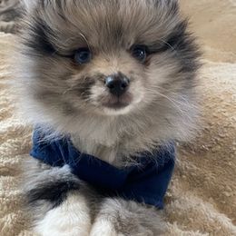 Pomeranians from Happy Pom