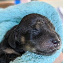 Dachshund Puppies from Sunflower Dachshunds