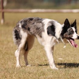 Envy - Border Collie